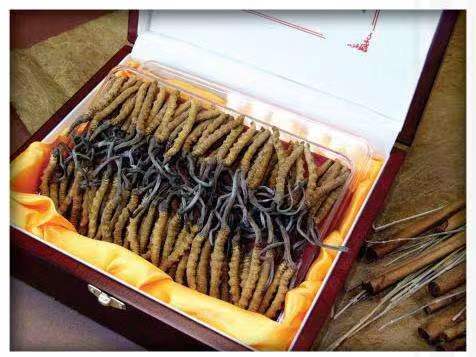 石岐区街道冬虫夏草回收